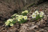 Primula vulgaris