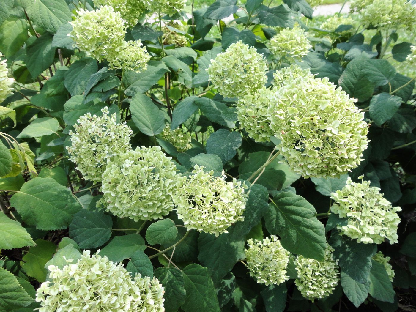 Изображение особи Hydrangea arborescens.