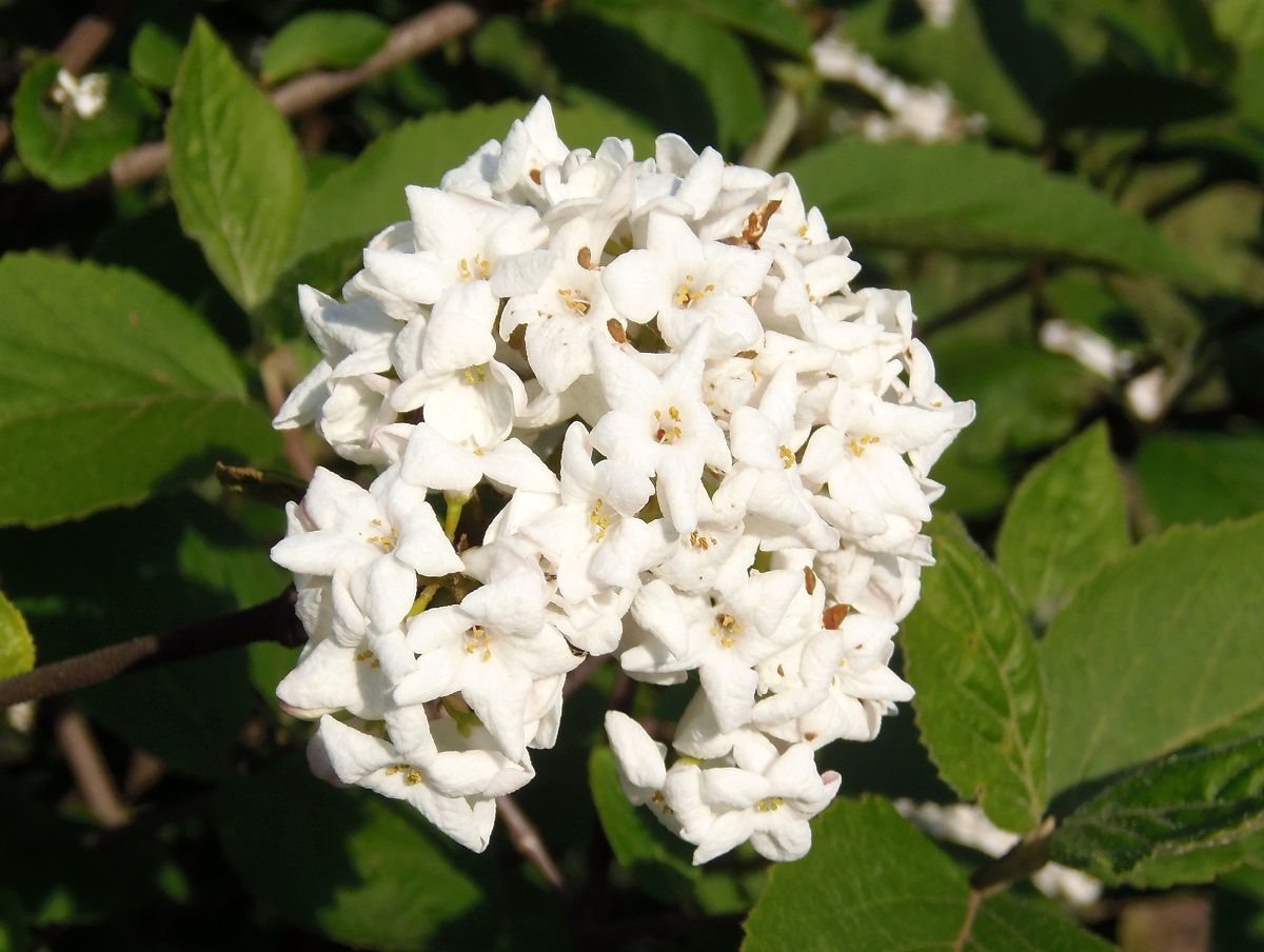 Image of genus Viburnum specimen.