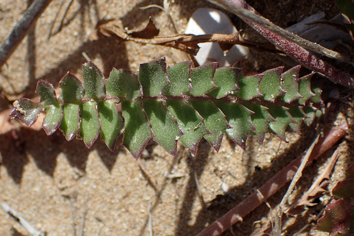 Изображение особи Hyoseris lucida.