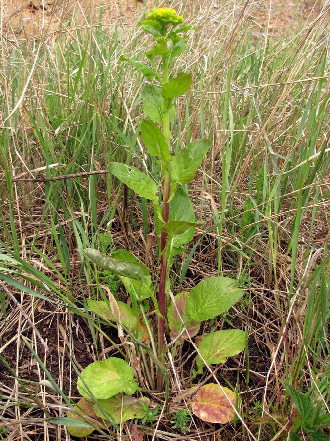 Image of Barbarea stricta specimen.