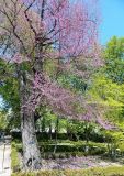 Cercis siliquastrum