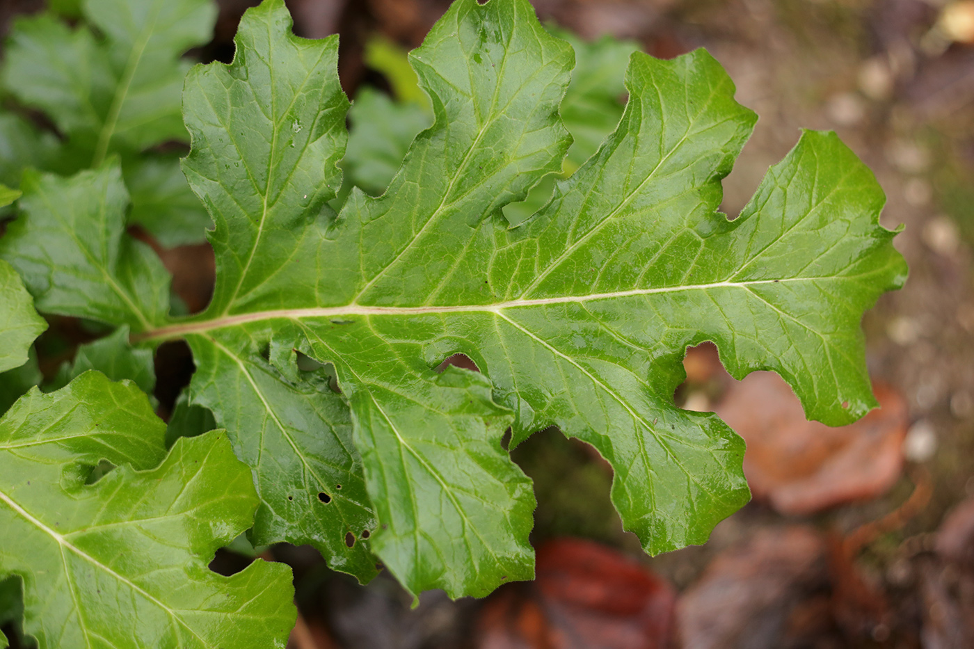 Image of Acanthus mollis specimen.