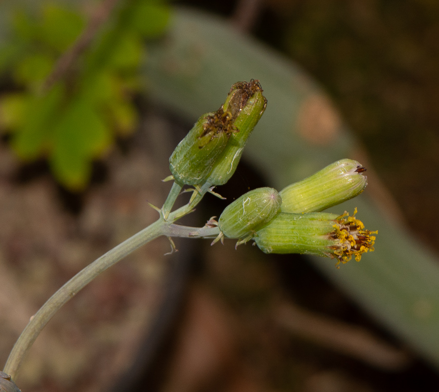 Изображение особи Kleinia articulata.