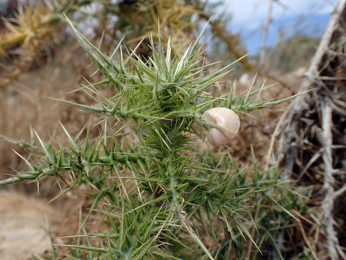 Image of Echinops spinosissimus specimen.