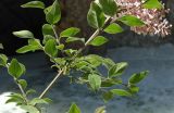 Syringa microphylla. Часть веточки и соцветия. Крым, Южный Берег, Партенит, парк ЛОК \"Айвазовское\". 30.04.2018.