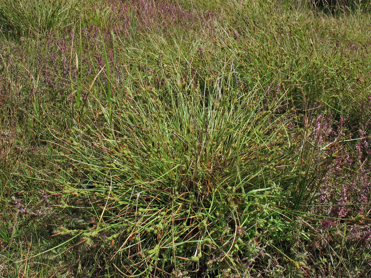 Image of Carex extensa specimen.