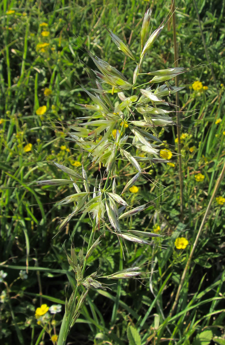 Image of Helictotrichon pubescens specimen.