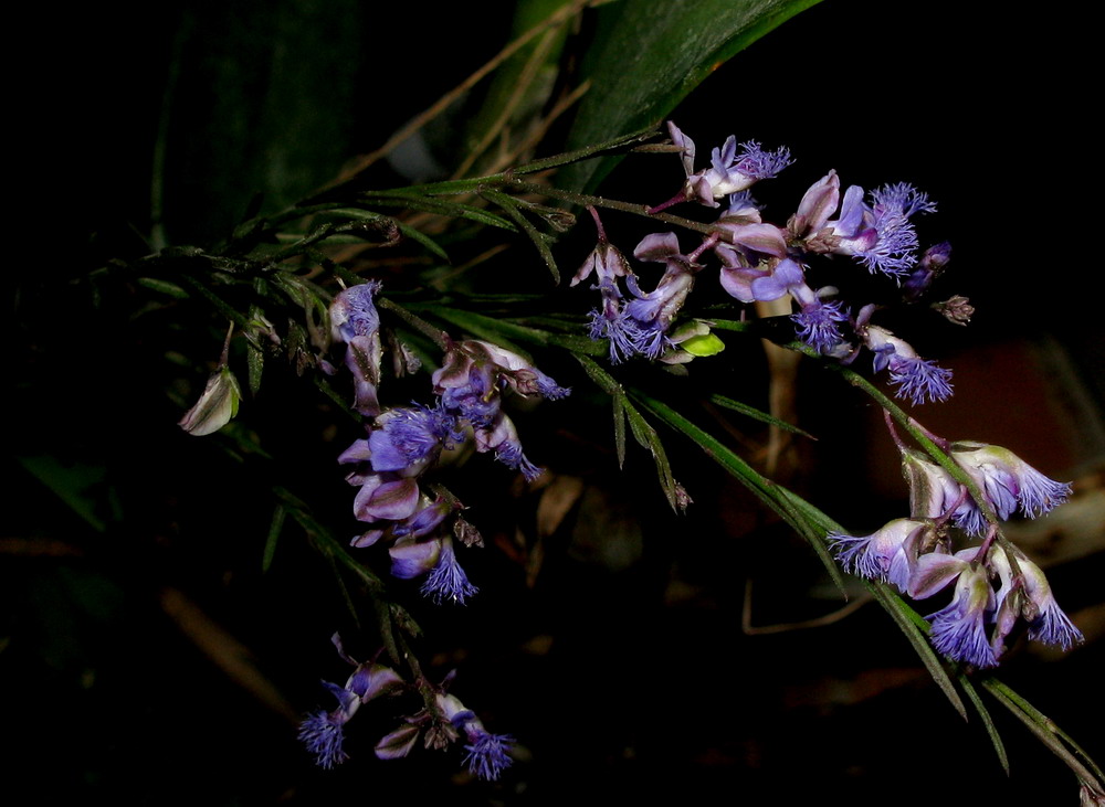 Image of Polygala tenuifolia specimen.