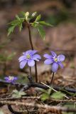 Hepatica nobilis