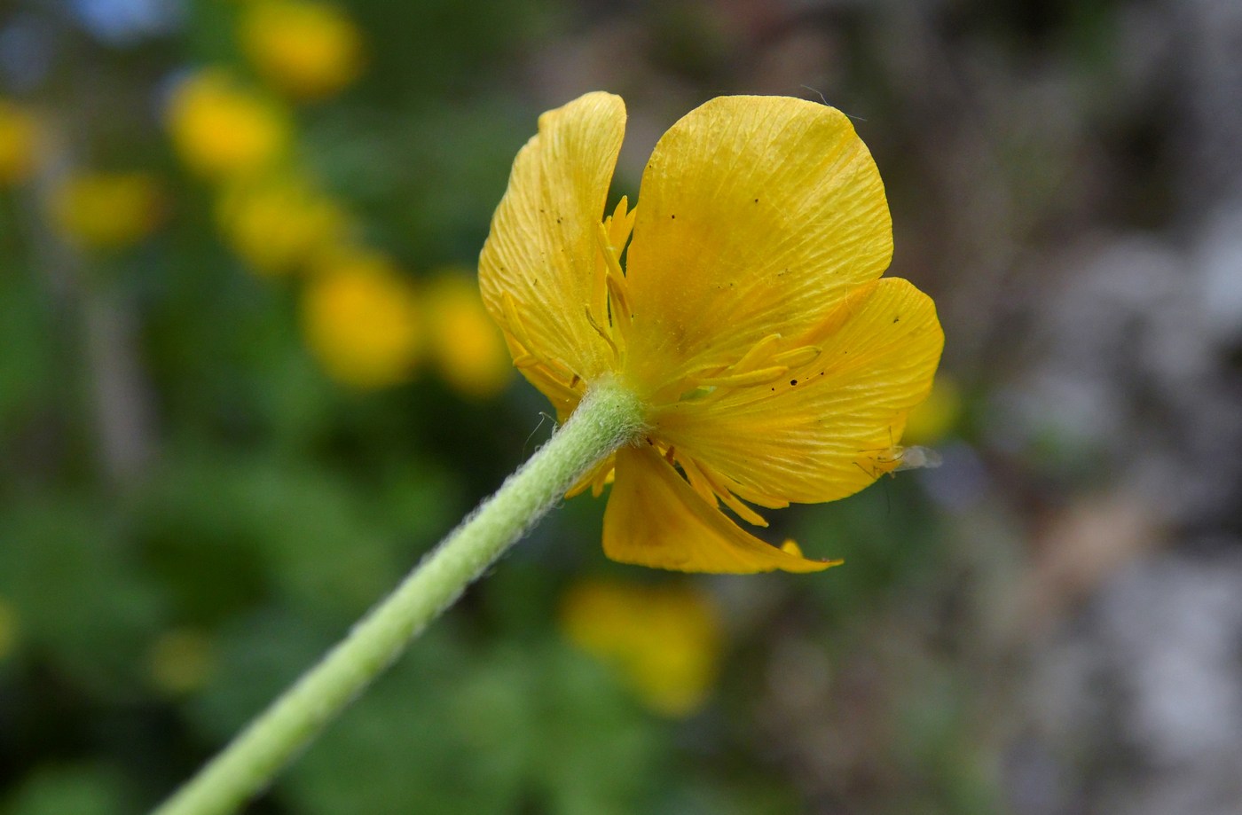 Image of Ranunculus oreophilus specimen.