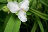 Tradescantia virginiana. Цветок (белая форма). Московская обл., г. Электрогорск, в культуре. 01.06.2019.