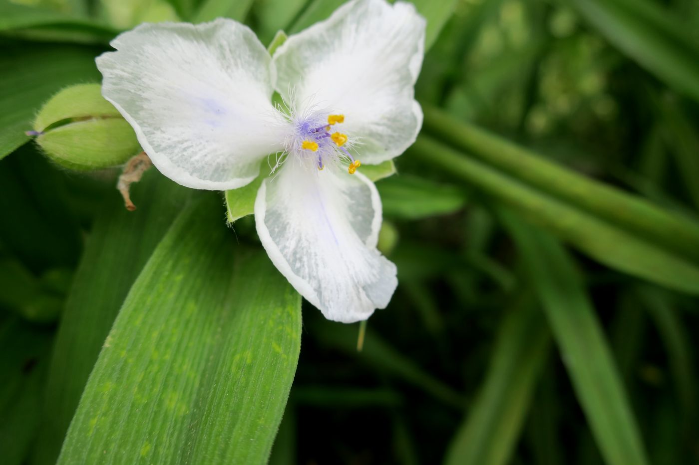 Image of Tradescantia virginiana specimen.