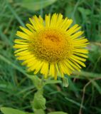 Inula britannica