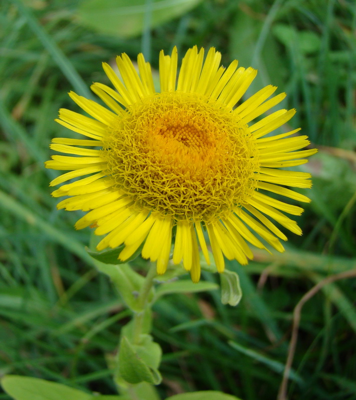 Image of Inula britannica specimen.