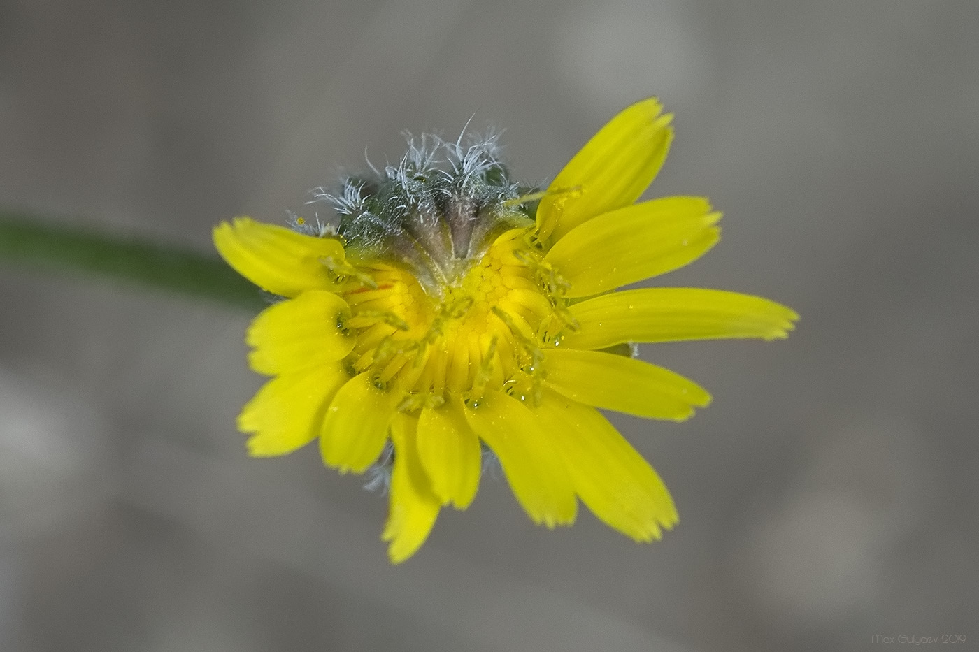 Изображение особи Crepis rhoeadifolia.