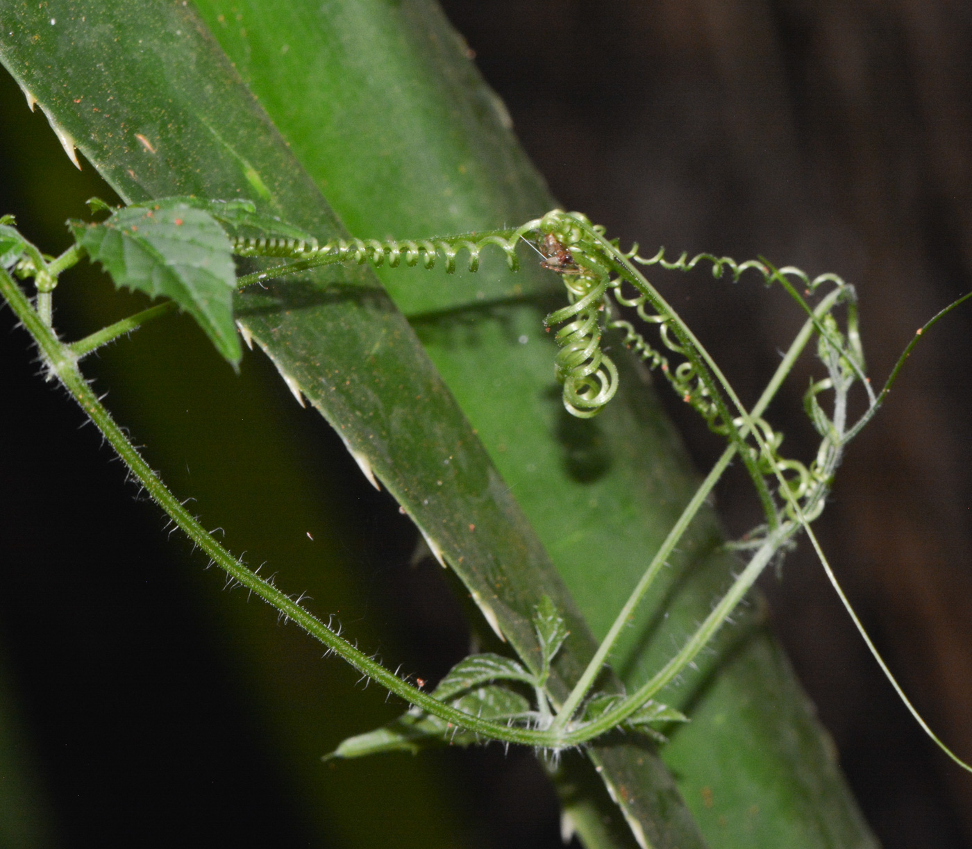 Image of Momordica anigosantha specimen.