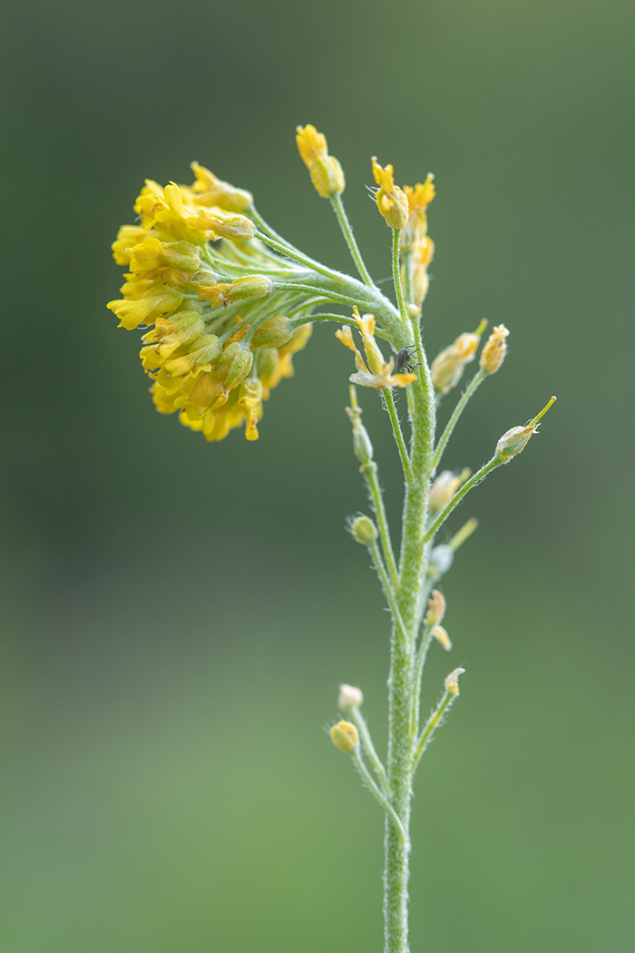 Image of Alyssum trichostachyum specimen.