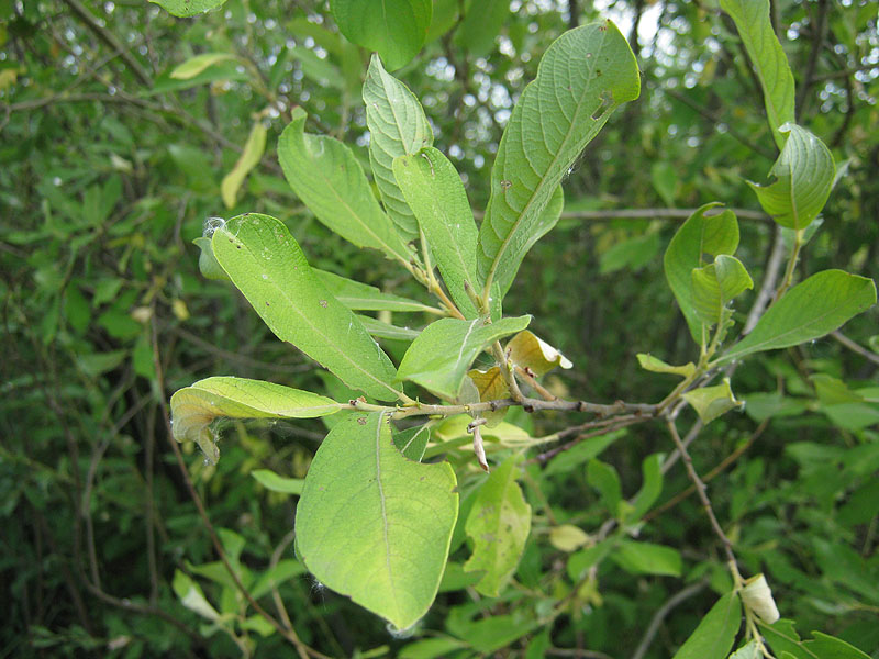 Image of Salix cinerea specimen.