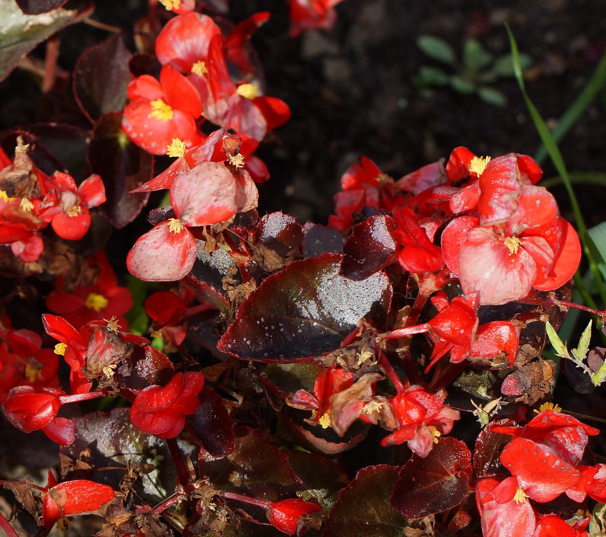 Изображение особи Begonia &times; hortensis.