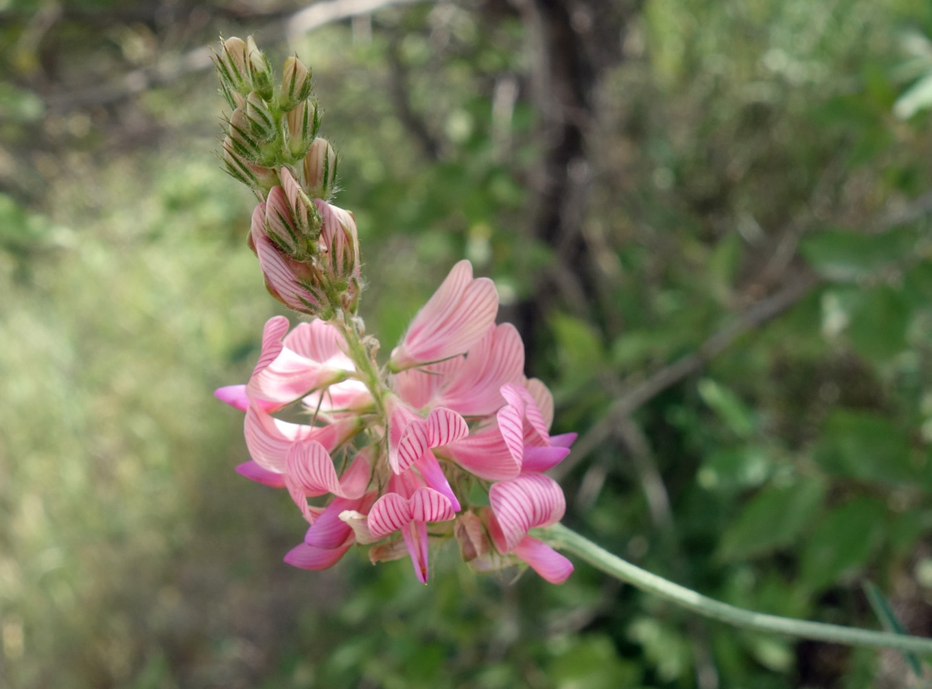 Изображение особи Onobrychis arenaria.