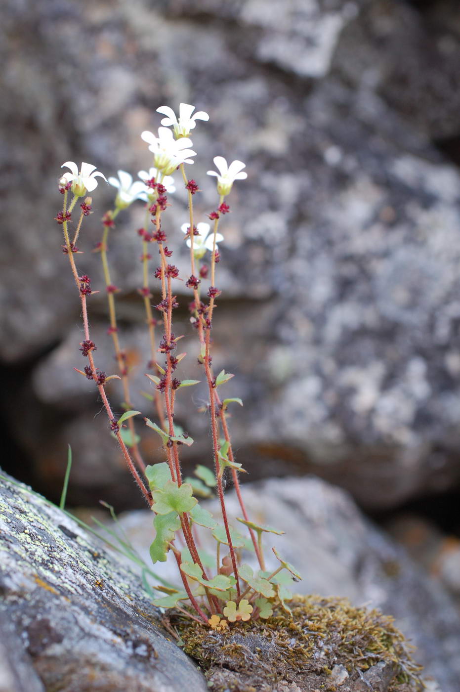 Изображение особи Saxifraga cernua.