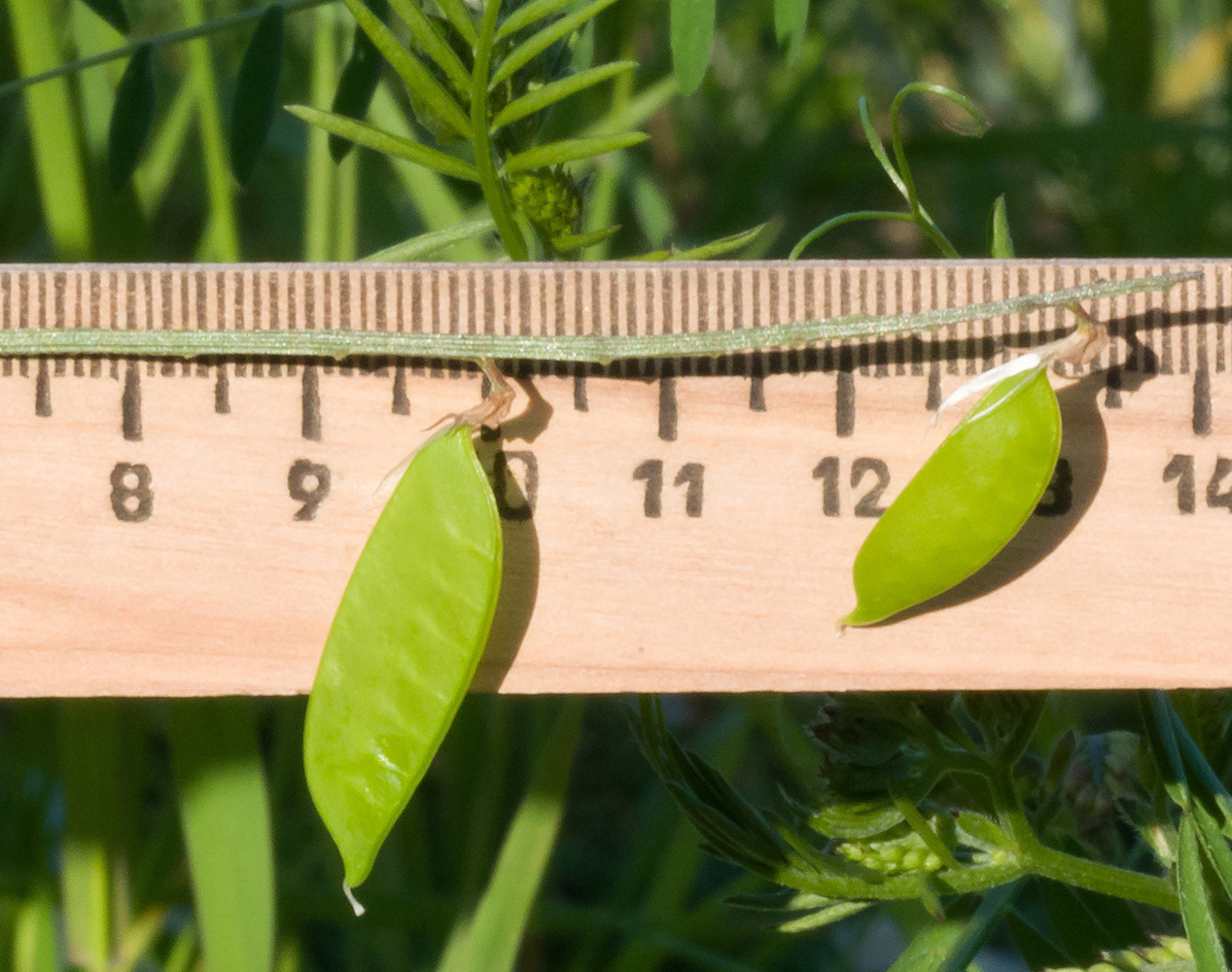 Изображение особи Vicia tenuifolia.