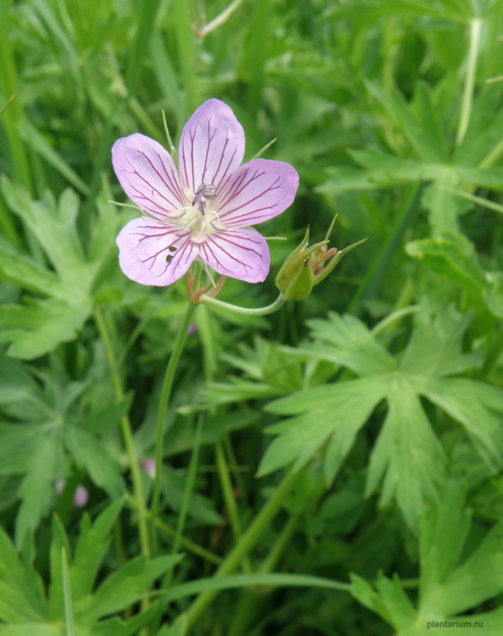 Image of Geranium collinum specimen.