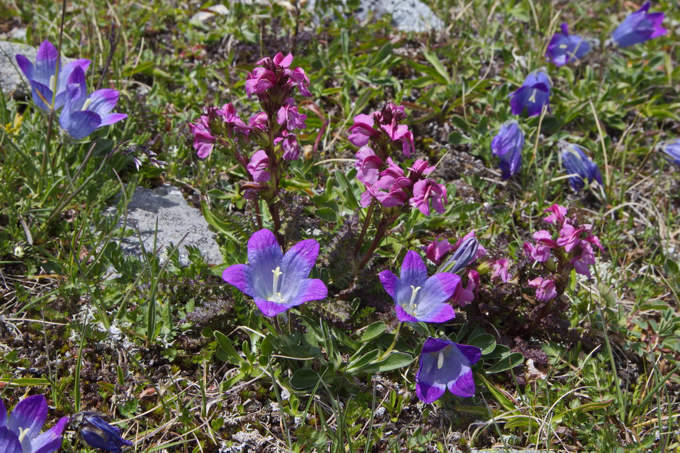 Image of Pedicularis nordmanniana specimen.