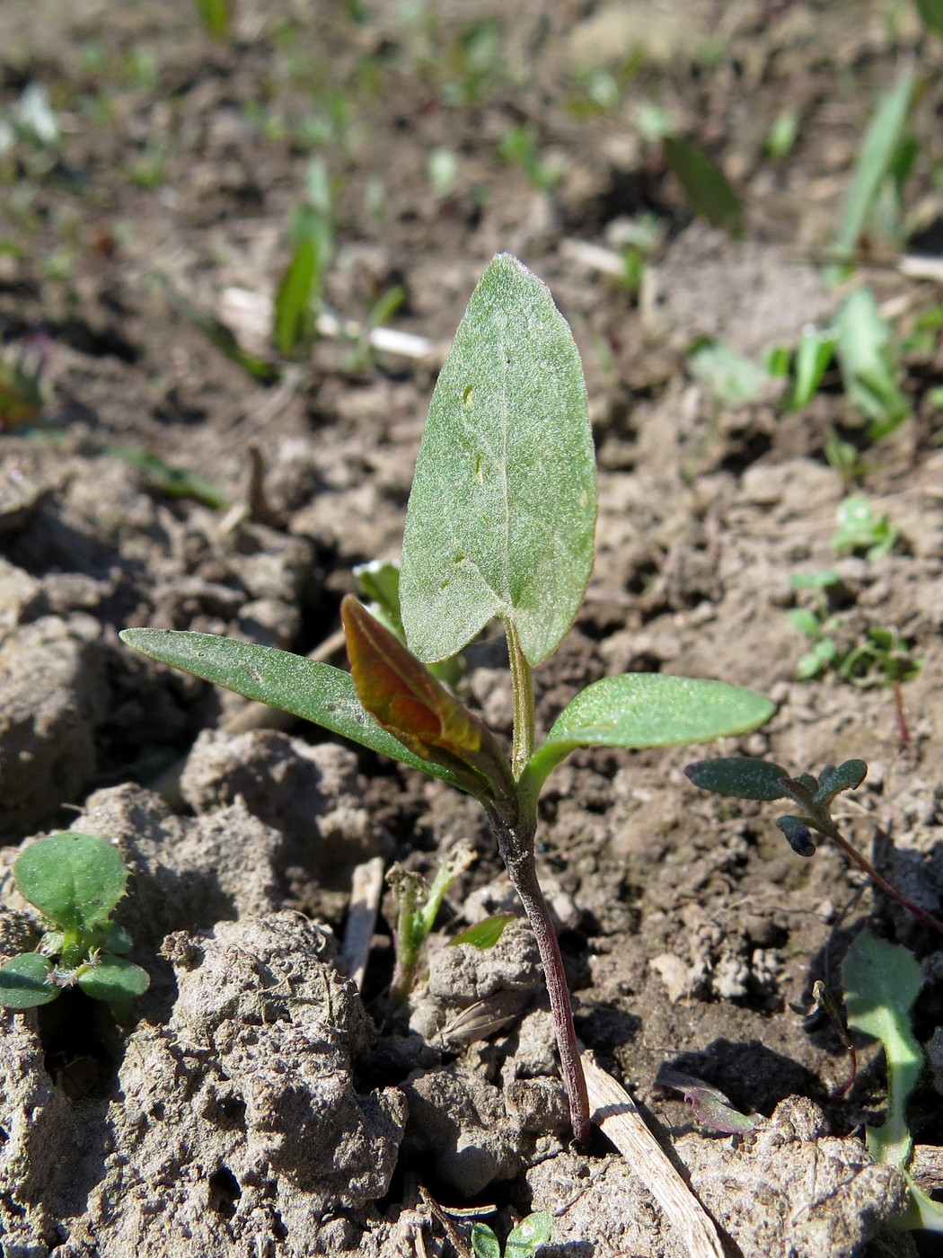 Image of Fallopia convolvulus specimen.