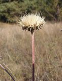 Jurinea pseudocyanoides