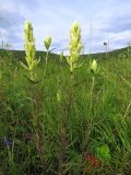 Castilleja pallida