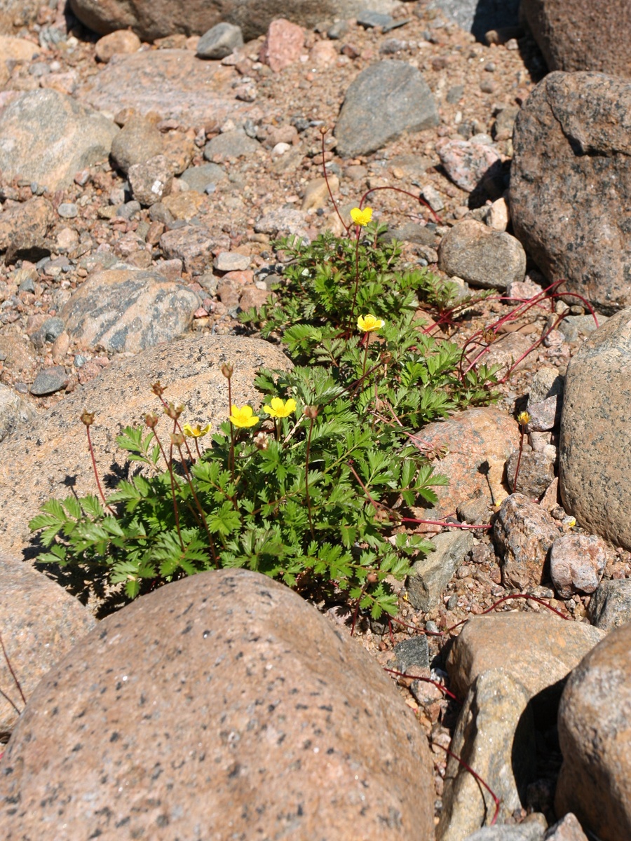 Изображение особи Potentilla anserina.