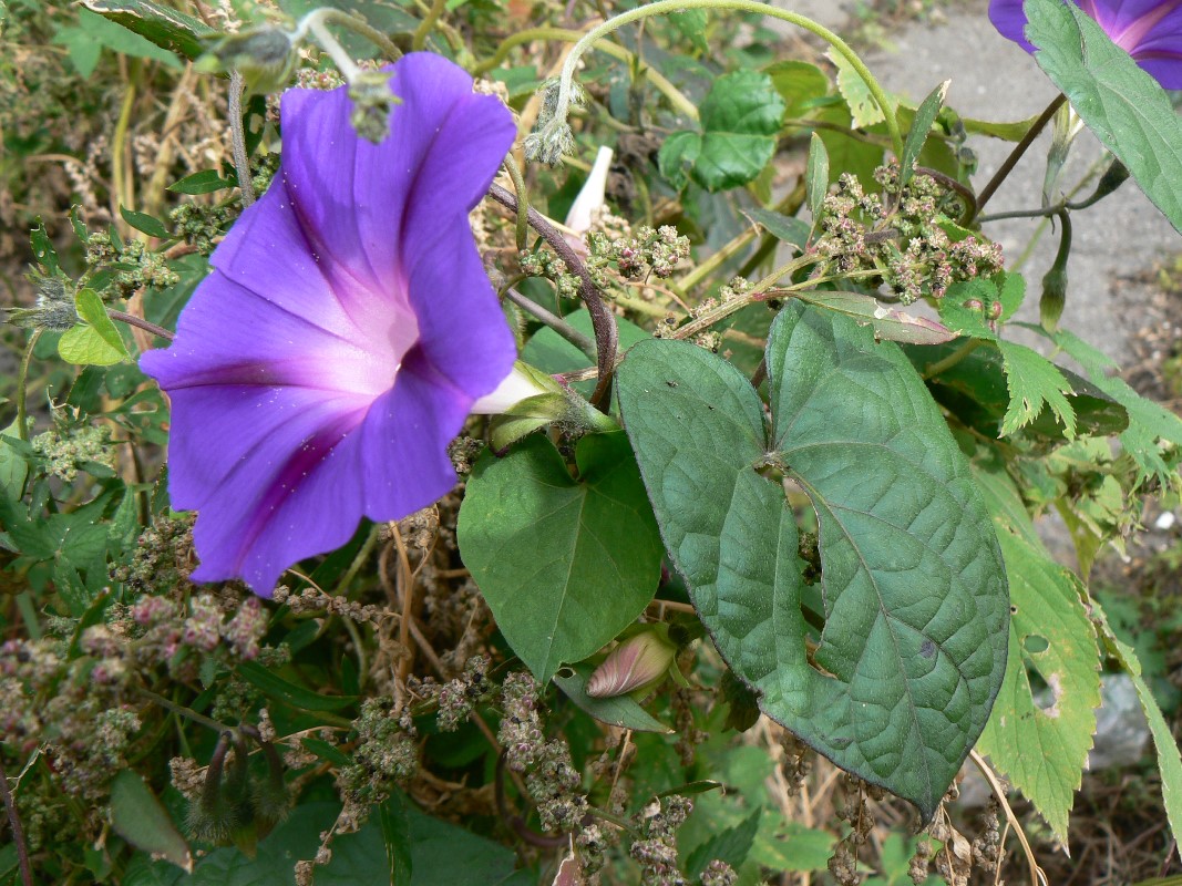 Image of genus Ipomoea specimen.