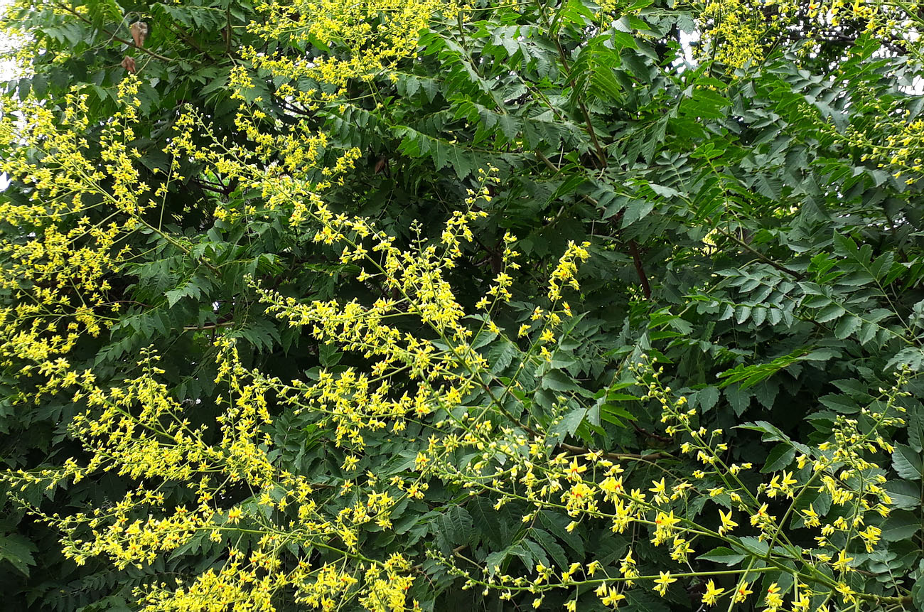 Изображение особи Koelreuteria paniculata.