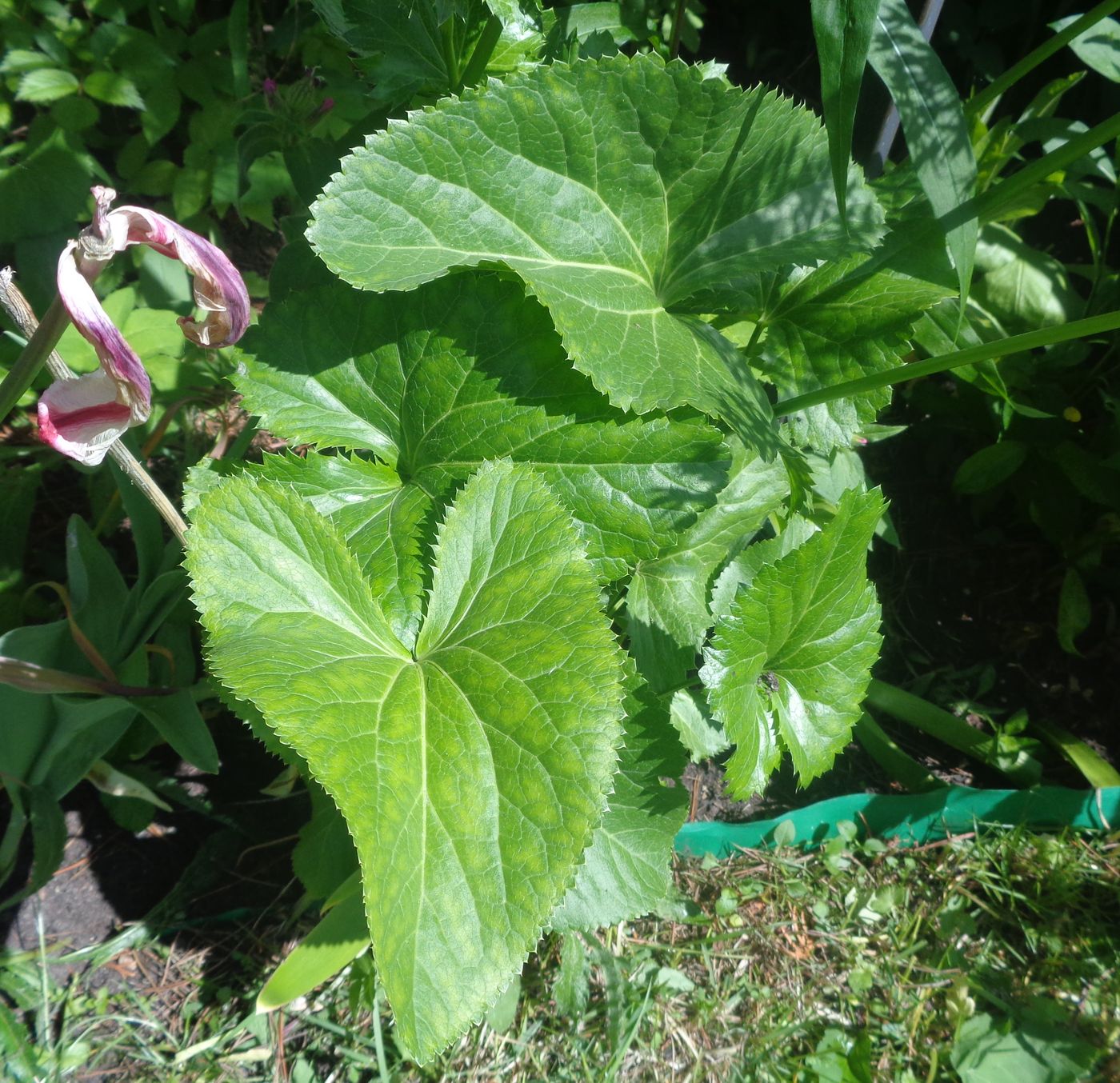 Image of genus Eryngium specimen.