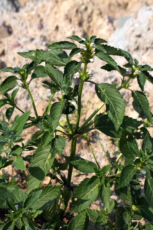 Image of Galeopsis tetrahit specimen.