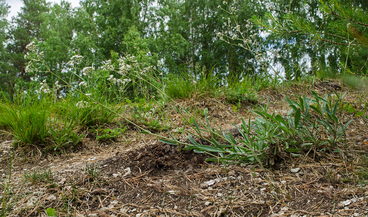 Image of Gypsophila altissima specimen.