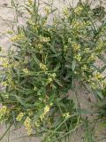 Aconogonon ocreatum разновидность riparium. Плодоносящее растение. Гыданский п-ов, побережье Обской губы, вершина холма. 06.08.2021.