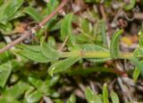 семейство Aizoaceae