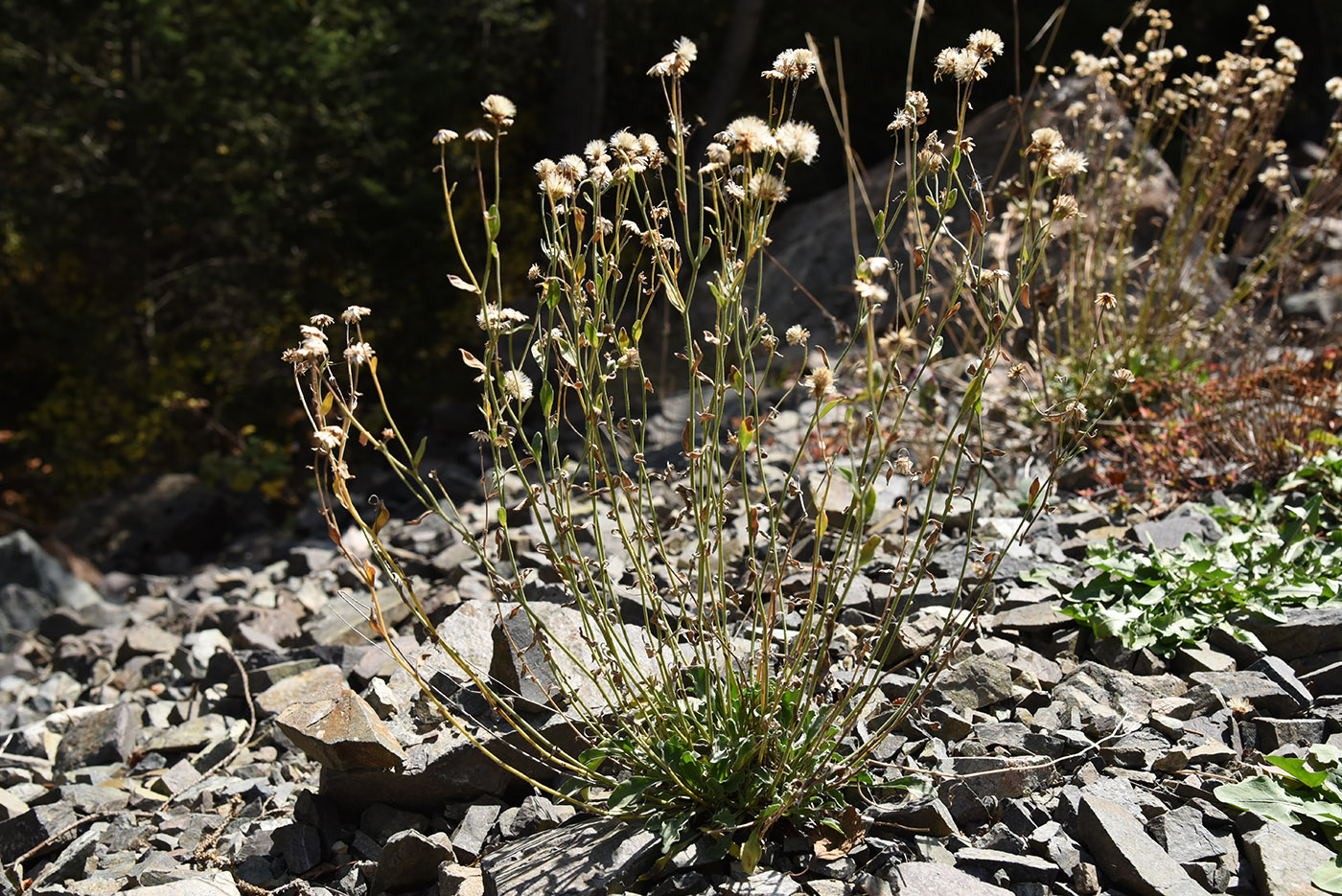 Image of Rhinactinidia limoniifolia specimen.