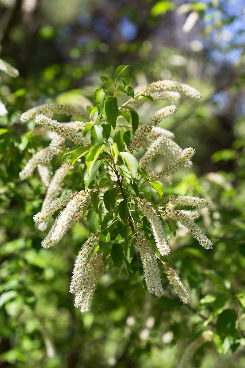 Image of Padus virginiana specimen.