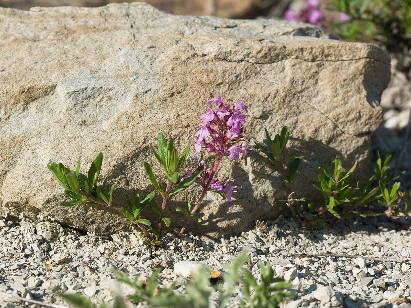 Image of Thymus sessilifolius specimen.