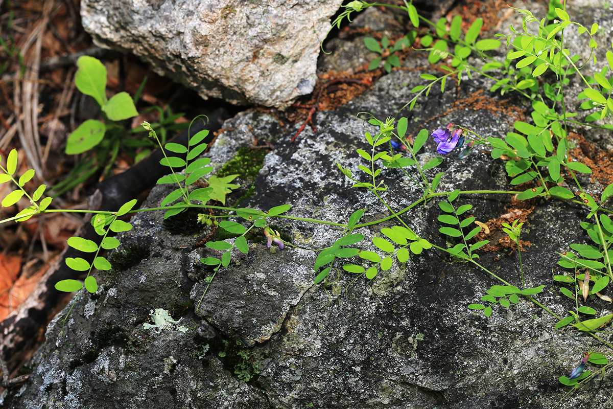 Image of Vicia japonica specimen.