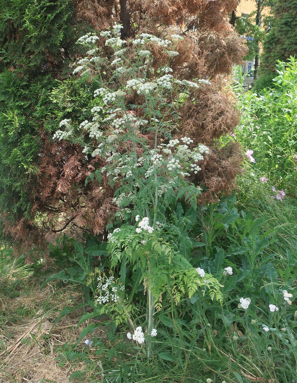 Image of Conium maculatum specimen.