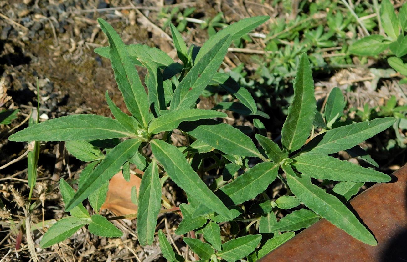 Изображение особи Euphorbia davidii.