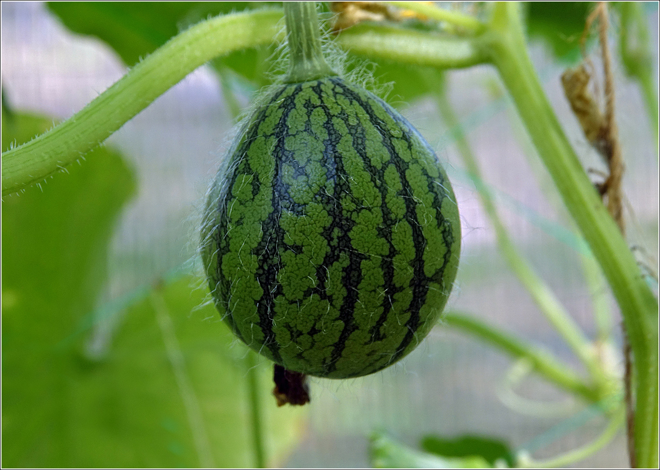 Image of Citrullus lanatus specimen.