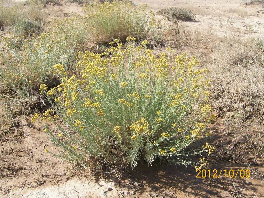 Image of Ajania fruticulosa specimen.