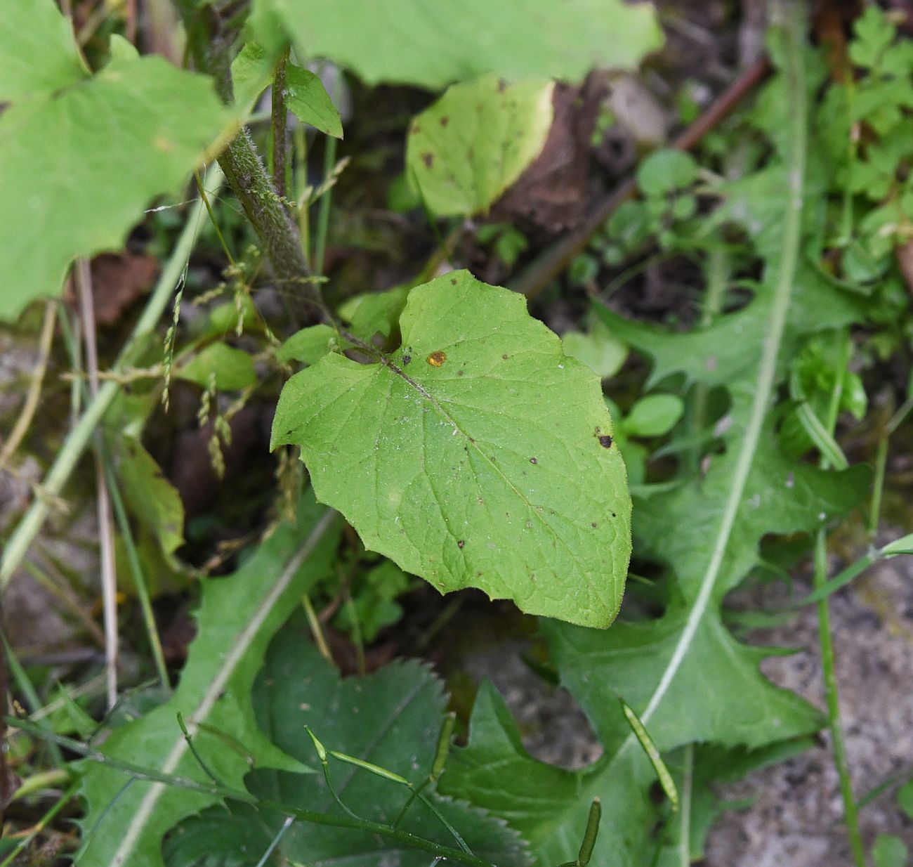 Image of Lapsana grandiflora specimen.