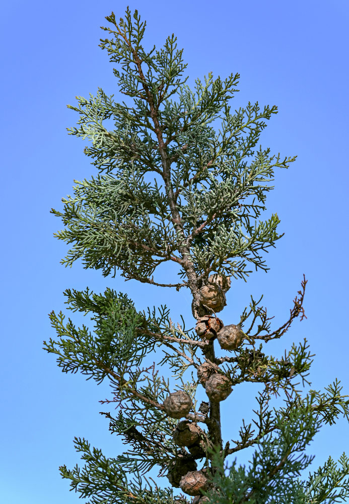 Изображение особи Cupressus sempervirens.